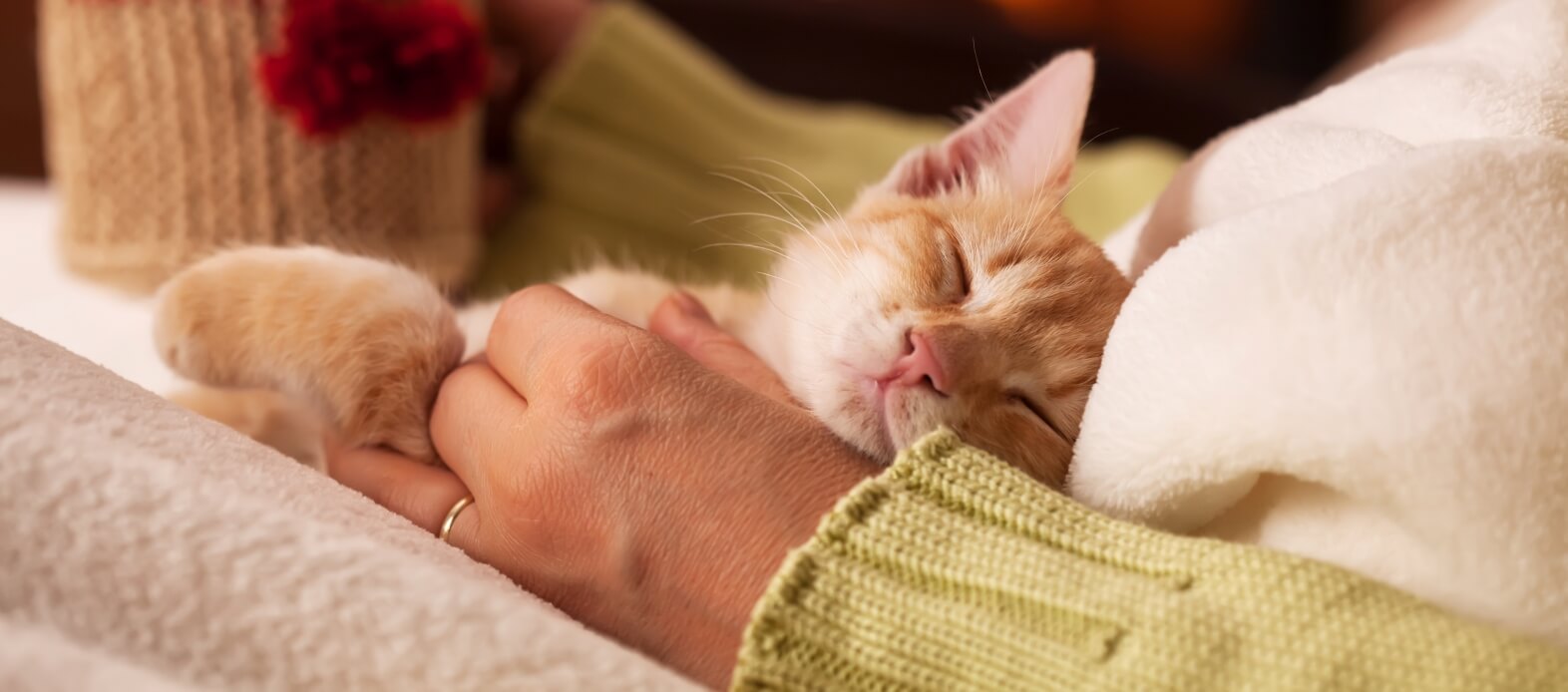 terapia cu pisici beneficii sanatatea mintala